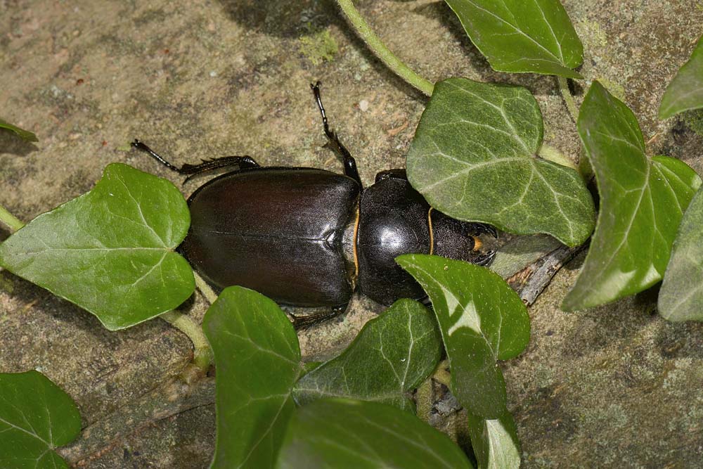 Lucanus cervus? La vendetta.